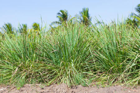 Vetiver Dark Essential Oil