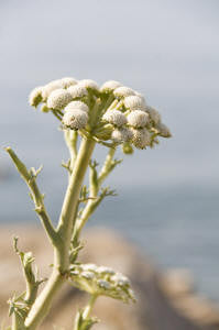 Wormwood Essential Oil