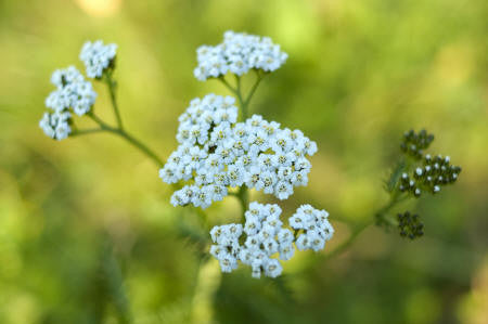 Yarrow (Blue) Wild Crafted Essential Oil