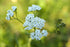 Yarrow (Blue) Wild Crafted Essential Oil