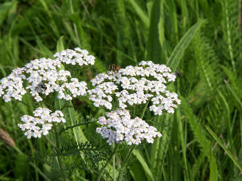 Yarrow (Green) Wild Crafted Essential Oil