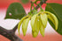 Ylang Ylang III Essential Oil