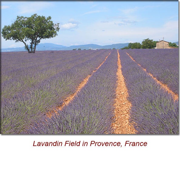 Lavandin Essential Oil