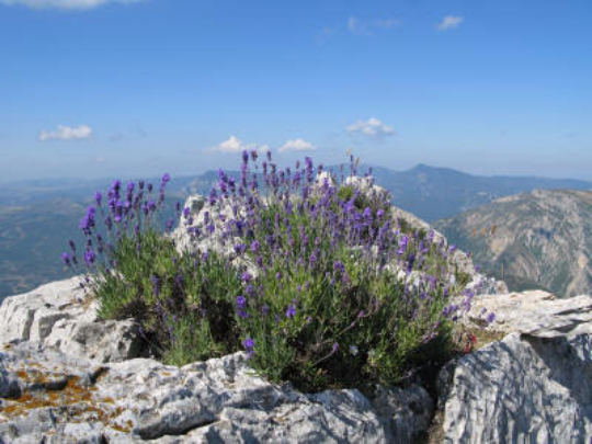 Lavender Fine Population Essential Oil