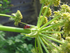 Fennel Bitter Essential Oil