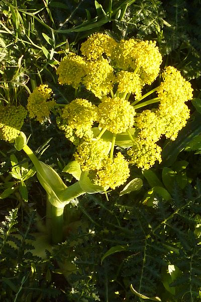 Fennel Bitter Essential Oil